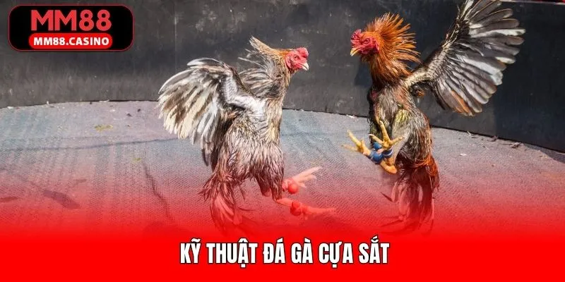 Ảnh đại diện Kỹ Thuật Đá Gà Cựa Sắt