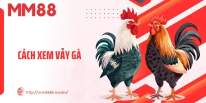 Cách Xem Vảy Gà Thumb