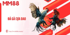 Đá Gà Cựa Dao Thumb