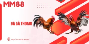 Đá Gà Thomo Thumb